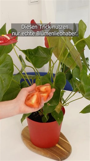 Save your Anthurium and make it bloom. This trick will surprise you