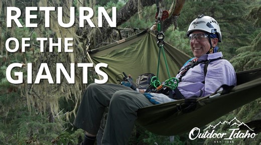 The western white pine is the state tree of Idaho, and for good reason. Sitting at the crux of conservation and capitalism, the giant tree represents a culture, a history, a livelihood and a lifestyle. It’s symbolic of the past and the future of Idaho – and it’s the reason people from across belief systems are coming together to return the ancient trees back to our state’s landscape. Watch "Return of the Giants," tonight at 8PM on the Idaho Channel or stream anytime at https://www.pbs.org/video/