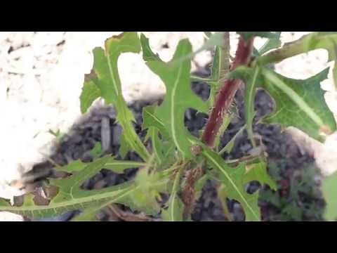 PRICKLY LETTUCE (Lactuca serriola)
