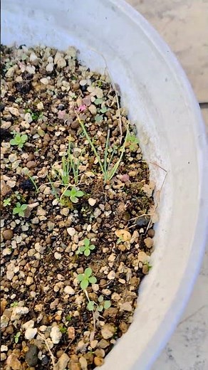 20260120(火):アグリカルチャー中山:趣味の園芸、野菜の時間です。今日は細ねぎ。全然肥料を与えていないので、細ねぎが更に細くなっています。栄養不足の骨川筋右衛門状態。何の肥料が良いか教えて。
