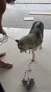 This man was seen assembling furniture and cutting wood while his husky, Joaquim, stayed loyally by his side. Joaquim, his daily companion, remained close throughout the task. The bond between them was clear, with the dog offering silent company and support during the work. | Jukin Copyright Management