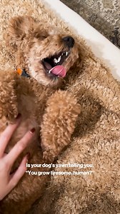 7.7K views · 76 reactions | The meaning of a dog's yawn is no bore. Here's why they do it. | The Farmer's Dog | Facebook