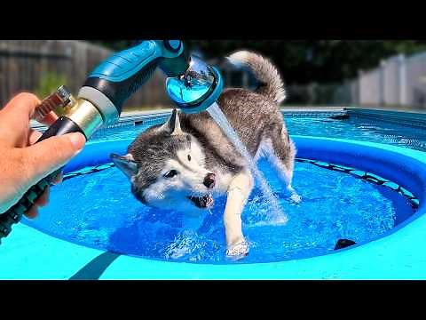 My Husky Gets a NEW Swimming Pool Toy 💦 Husky Swimming Pool Party
