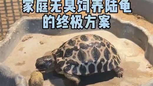 家庭无臭饲养陆龟的终极方案