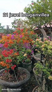 17K views · 315 reactions | The shape and size of leaf, as well as vertical growth patterns of stems makes as one of the favorite bougainvillea to have. #fbreelsvideo #bougainvillealovers #highlights2025 #everyonefollowers #plantsmakepeoplehappy #follower #plantita #teamangatan | South Victoria Garden | Facebook