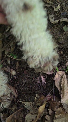 Lagotto Romagnolo and Truffle
