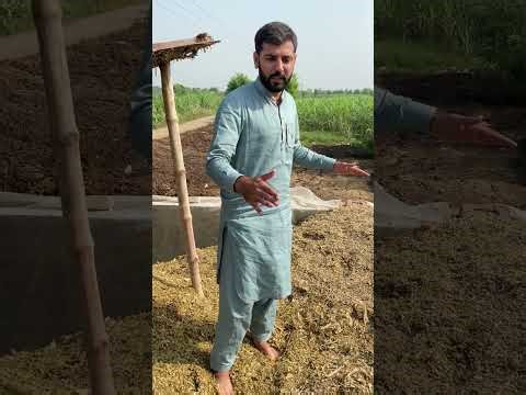 “Silage Storage for Dairy Farming | How to Store Silage for Cows & Buffalos”