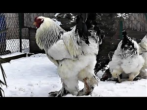 Giant brahma family