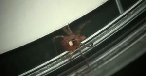 Good Question: Should Minnesotans worry about the lone star tick?