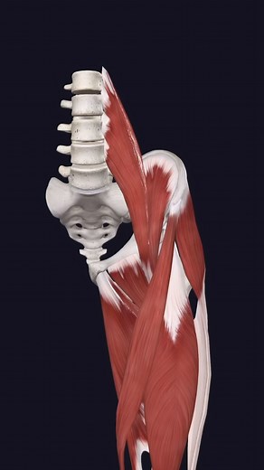 El iliopsoas, compuesto por los músculos estabilizadores profundos ilíaco y psoas. Estos son los principales flexores de la cadera del cuerpo y también desempeñan un papel en la rotación lateral de la cadera. El psoas es fundamental para la estabilidad de la zona lumbar por su conexión directa con la misma. El movimiento adecuado de la cadera es vital para desbloquear todo su rango de movimiento. La tensión en los flexores de la cadera puede limitar seriamente esto y afectar todo, desde las acti