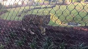 364K views · 613 reactions | LSU Tigers on Reels | Facebook