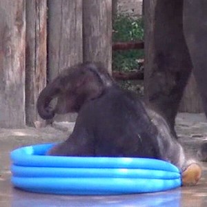 Adorable Baby Elephant Plays in Inflatable Pool at Zoo—Watch the Video!