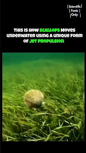 This is how Scallops moves in water 🤯💀 #underwater #sea #marine #shorts #biology #science