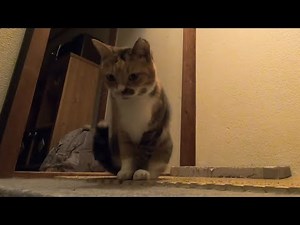 2階で遊びたくて父が来るのを待つ娘猫