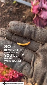 19 reactions · 6 comments | The wireworm can cause significant damage to plants especially lettuce and potatoes. There are some organic treatments available to deter them. #gardening #gardeningtips #gardenpests #growingfood #veggiegarden #growingvegetables #homegrown | Portnoo Market Garden | Facebook