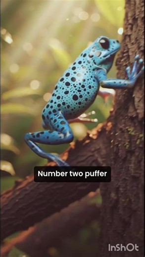 Most poisonous animals in the world