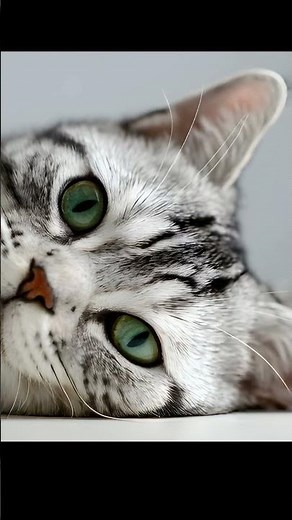 Meet the Cutest Cat Ever! 🐾💕