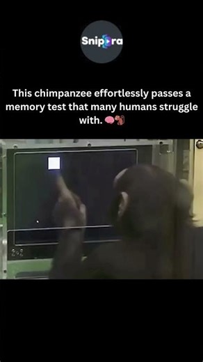 A Chimpanzee's Memory is Insanely Better Than Yours