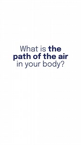 💨 How is your respiratory system made? Nothing is as natural as breathing, right? But what path does air follow inside your body? Our respiratory system is beautifully complex and can be divided into an upper and a lower tract, which work together with adjacent muscles. Upper respiratory tract 💨 This is where food and air enter your body and are sorted toward either the digestive or the respiratory system. It is made up of four main areas: 🫁 Nose and mouth, the entry points into your body 🫁 