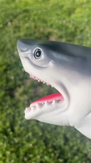 Shark puppet getting bread