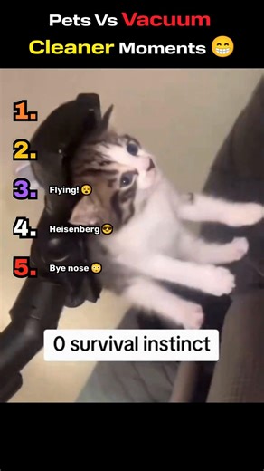 Vacuums Vs Pets: Who Wins?!