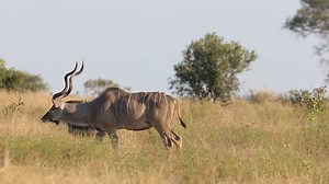 Watch majestic Kudu bulls grazing at Kruger National Park, South Africa. #nature #wildlife #safari #animals #amazing | Wildest Kruger Sightings