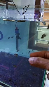 WHEN FISH LEARN TO SWIMM
