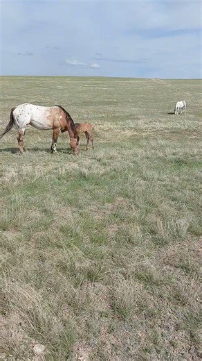5-5-2024 Checking on the Mares and babies, and the other Mares, along with their Cattle companions. The horses we raise love to be around cattle, it bred in them‼️‼️ 🤠 | North Four Mile Creek Horse Ranch