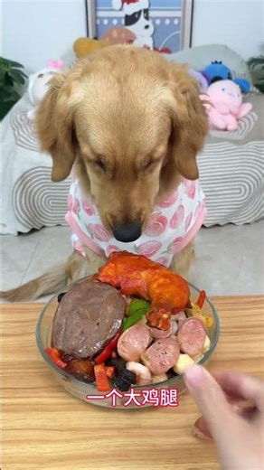 Overweight Dog's Eating Habit Exposed