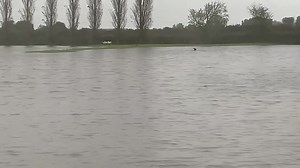 275K views · 4.5K reactions |  Incredible footage of Patsy the sheepdog saving three stranded ewes near Ruthin in Wales!  Llyr Derwydd | Farmers Weekly | Facebook