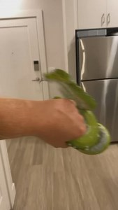 Green Bean testing my blood sugar levels #gtp #aru #biak #greentreepython #python #pythons #snake #snakes #snek #reptile #reptiles #reptilesofinstagram #reptilelover #reptilekeeper #pet #pets #daily #instagram #tiktok #reels #cute #fun #happy #ballpythonsoftiktok #boise #idaho #funny #sorong | Black Lake Reptiles