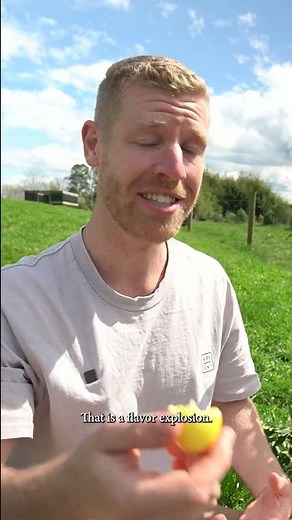 Limequats! 😝😋 Sour on the inside, with a sweet edible skin