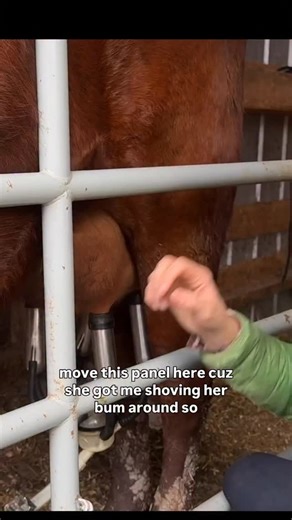 So hows milking a heifer going 😅 . And what did Raspberry have?! . Comment VIDEO for today’s youtube that tells ya both! | Venison for Dinner