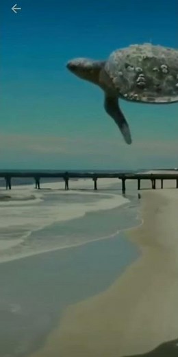 Flying turtle meme😂