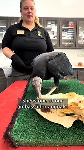 17K views · 346 reactions | Keep calm and carrion 襁 Without vultures, our planet would suffer from the unchecked spread of diseases, increased populations of disease-carrying scavengers like rats and flies, and contaminated soil and water sources. Let's raise a talon to these misunderstood real-life heroes of the animal kingdom! | Elmwood Park Zoo | Facebook