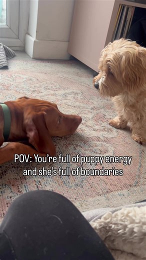 Why Adult Dogs Are the Best Teachers for Puppies