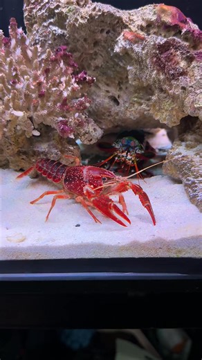 Giant Mantis Shrimp VS Invasive Crayfish_00000 | Mantis Haihai