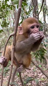 Adorable baby monkey very scare run very fast #reelschallenge #reelsfypシ #reelsfbシ #reelsviralシ #reelsvideoシ #reelkarofeelkaro #reelsviral #monkey | Global Knowledge Sharing