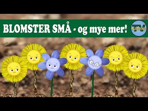 Blomster små - og mye mer | Norske barnesanger