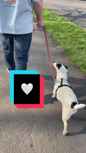 Thank you for 16 amazing years Barney, you bought us so much joy and happiness but I’ll miss you forever. Run free in paradise, until we meet again💔 #fyp #foryou #foryoupage #JDSummerDrip #