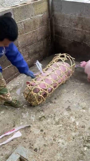 The Right Way to Unload Piglets! #shorts