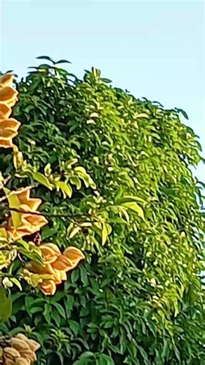 Cessna Turbo Stationair HD (c206) PP-FSN