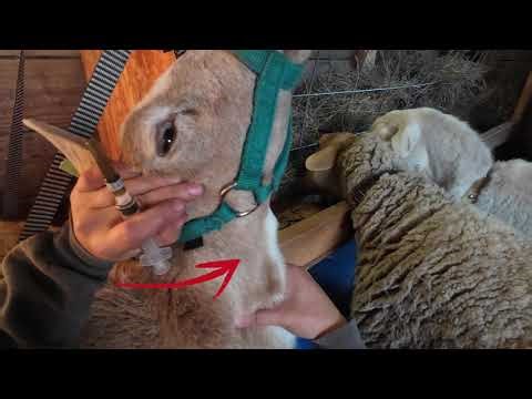 Drawing Blood from Small Ruminants Sheep and Goats with no equipment