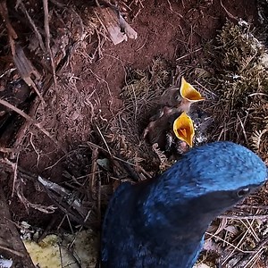 The cuckoo no longer pushes the bird and hides in the corner | Review Bird Nest