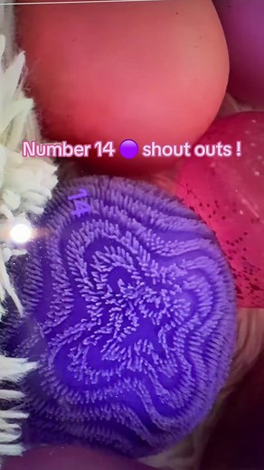 Number 14 🟣 Shout Outs — Shout Number Announcement