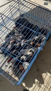 مرحبا بكم في btk poules https://maps.google.com/?q=36.763885,10.011790 21696080967 55123826 | تربية الدواجن والفلوس و بيع فقاسات pto | Facebook