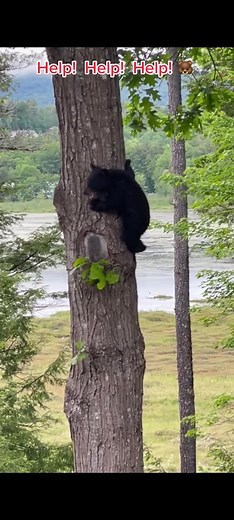Bear Cub Screaming for Help | Bear Roar Sound