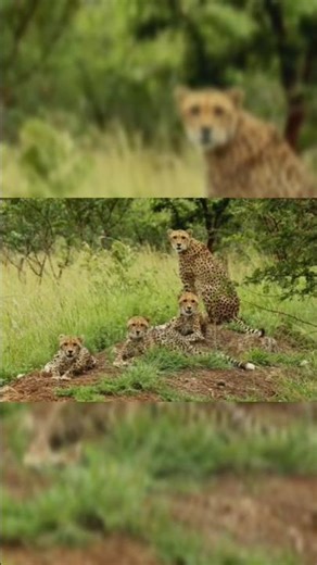 Silent Killer: Panther Stalking Its Prey!#shorts #viral #trending 🤢