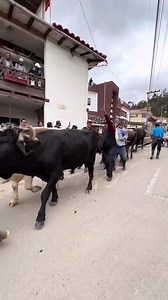 613K views · 2.7K reactions | Así llevaban la madera nuestros abuelas para la construcción. | PILAS TADAY | Facebook
