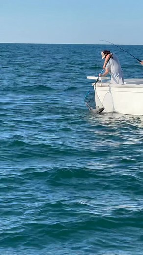 Inshore Fishing is on 🔥 🔥 🔥 Quick limits of 14" Seabass with some big bluefish, porgy, and some triggerfish hanging around. Tautog fishing is just getting good with some drum stealing our baits like the one in this video. It might be getting chilly outside but the fishing is heating up! Nov 5,6,7,8,9,13,14,15,16,19,20,21,23,26,28,29,30 Dec 3,4,5,7,10,11,12,13,14,17,18,19,20,21,26,27,28 4 hour $800 6 hour $1000 8 hour $1200 10 hour $1400 12 hour inshore $1600 Now is the time to go fill the fre